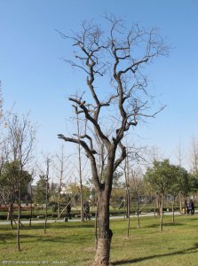 冬季适合种什么树 冬季适宜栽种什么树？