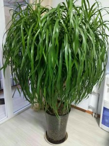 高盆适合种什么花 适合在高盆中种植哪些花卉