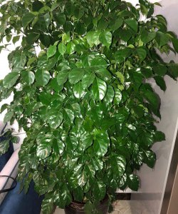 客厅适合种什么树 客厅适合养哪种植物