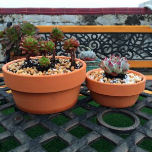扁平花盆适合种什么花 适合在扁平花盆中种植哪些花？