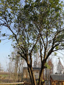 冬天适合种什么树 寒冬适宜栽植什么树？