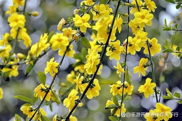 立春后适合种什么花
