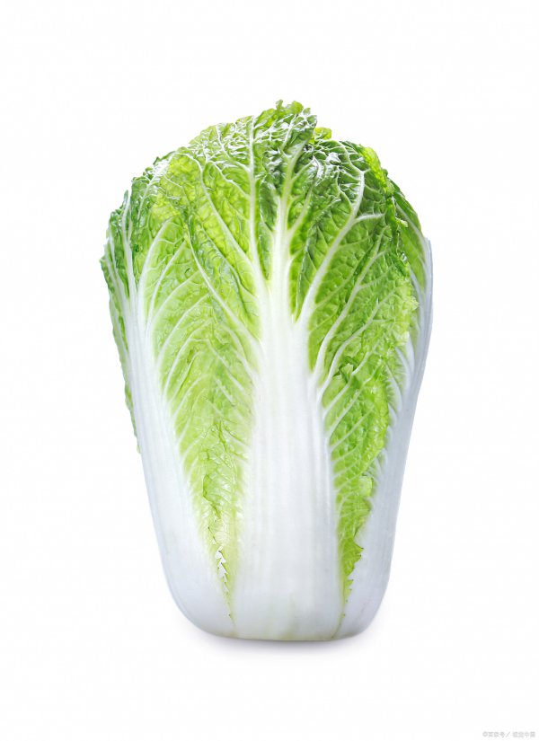 北方适合种什么菜