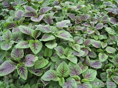 立春后适合种什么菜 立春后适宜种植哪些蔬菜