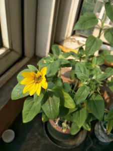 小学生适合种什么花 适合小学生种植的花种
