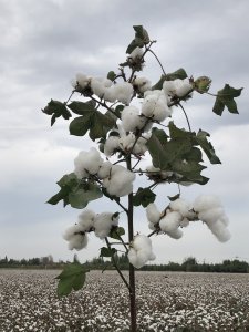 棉花是油料作物吗 棉花是否属于油料作物？