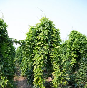 山药豆什么季节种植合适 何时适合种植山药豆？
