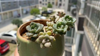 多肉能养多久 多肉植物的寿命有多长？