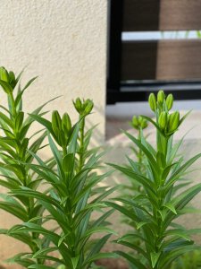 百合什么季节种植合适 何时最适合种植百合？
