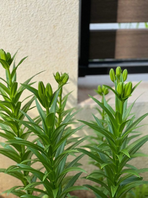 百合什么季节种植合适