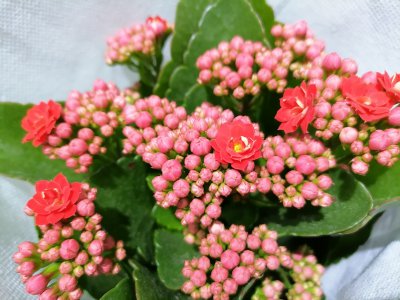 长寿花能养多久 长寿花的寿命有多长？
