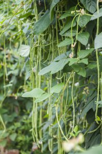 豆角什么季节种植合适 什么季节适合种植豆角？