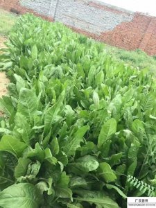 菊苣什么季节种植合适 什么季节适合种植菊苣？