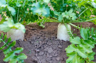 白萝卜什么季节种植合适 什么时候适合种植白萝卜？