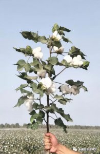 棉花属于什么作物 棉花是哪种作物？
棉花是属于哪种植物？