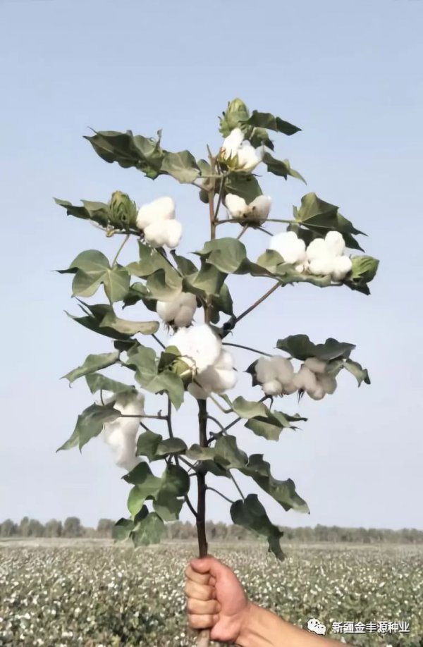 棉花属于什么作物