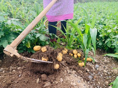 土豆什么季节种植合适 什么时间适合种植土豆？