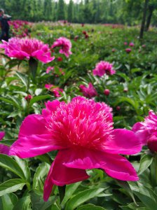 芍药什么季节种植最好 芍药最适合在哪个季节种植？