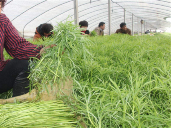 芦蒿什么季节种植合适