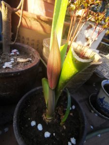 朱顶红什么季节种植好 什么季节适合种植朱顶红？