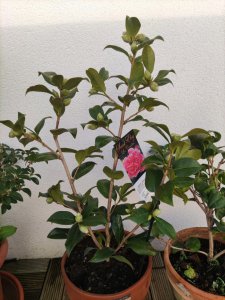 茶花怕太阳晒吗 茶花害怕阳光吗？
茶花抗拒阳光吗？