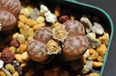 生石花授粉时间与方法 生石花的授粉时机和方式