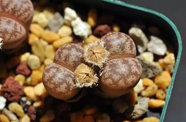 生石花授粉时间与方法