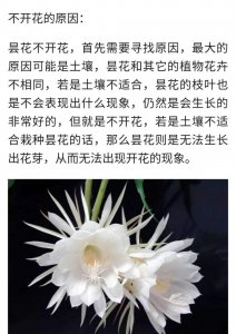 昙花什么时候栽种合适 合适的时间种植昙花

最佳时间栽种昙花