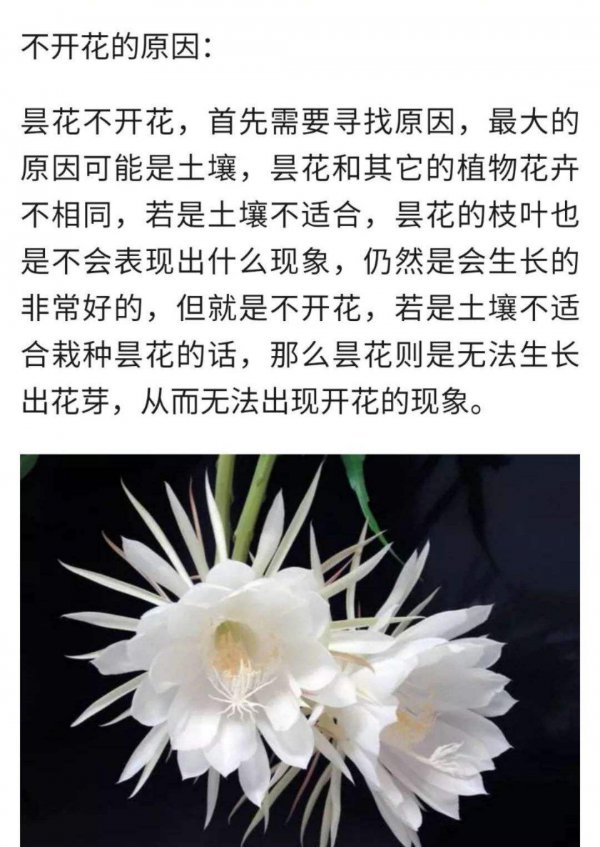 昙花什么时候栽种合适
