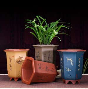 六角花盆适合种什么花 适合在六角花盆种植哪些花卉