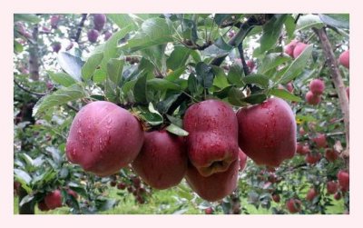 甘肃适合种植什么水果 甘肃适宜栽培哪些果树？
