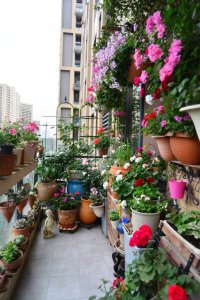 阳台适合种什么花 阳台适合栽培哪些花卉