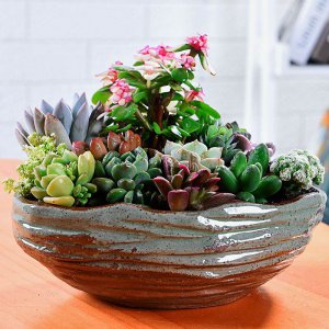 宽口浅花盆适合种什么花 适合种什么花的宽口浅花盆