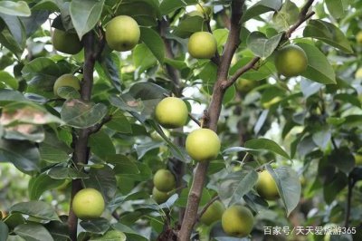安徽适合种植什么水果 安徽适宜种植哪些水果？