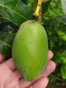 宁波适合种植什么水果 适合在宁波栽培哪些水果？
