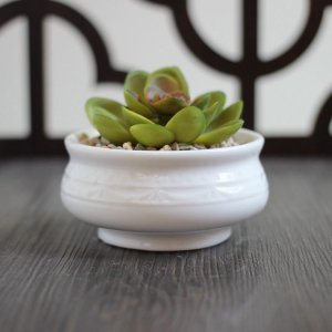 扁花盆适合种什么花 适合什么花种在扁花盆中？