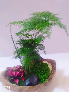 元宝花盆适合种什么花 元宝花盆的最佳搭配花种