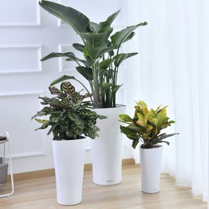 瘦高花盆适合种什么花 适合瘦高花盆种植什么花？