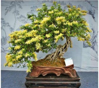 细长花盆适合种什么花 适合种植哪些花卉的细长花盆？