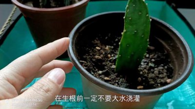 如何让仙人掌快速生根 仙人掌快速生根技巧