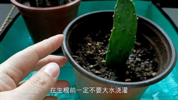 如何让仙人掌快速生根