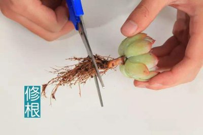 如何让玉露快速生根 玉露生根技巧分享