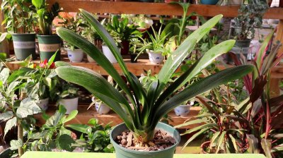 君子兰适合什么土壤种植 君子兰适合种植在何种土壤中？