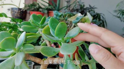 如何让玉树快速生根 玉树生根的快速方法