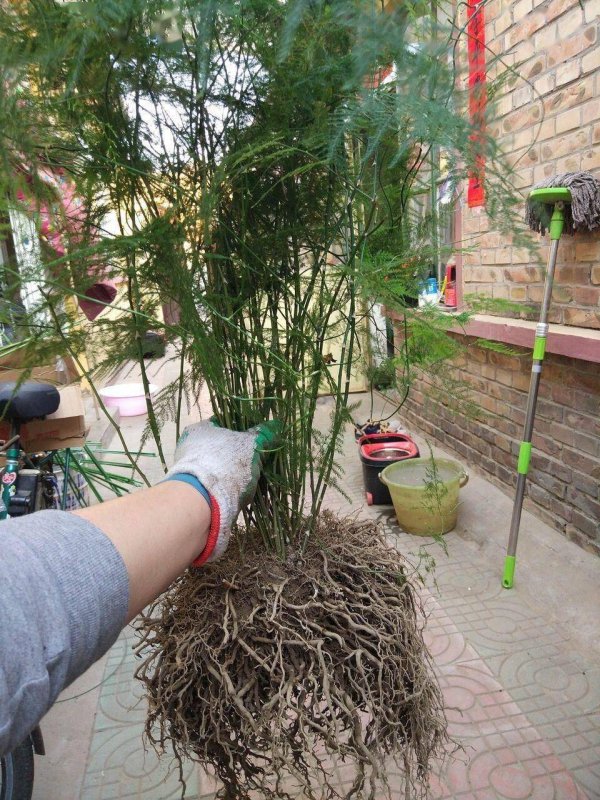 文竹适合什么土壤种植