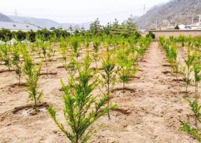 红豆杉适合什么土壤种植 红豆杉适合栽培在哪种土壤条件下？