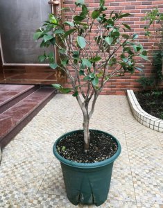 山茶花适合什么土壤种植 山茶花适宜在何种土壤种植？