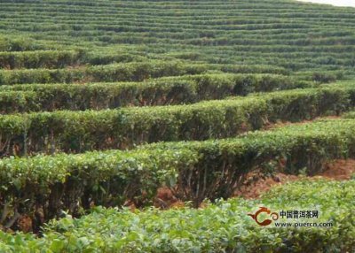 茶树适合什么土壤种植 茶树适合在哪种土壤生长？