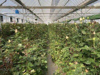 玫瑰花适合什么土壤种植 种植玫瑰花的土壤条件