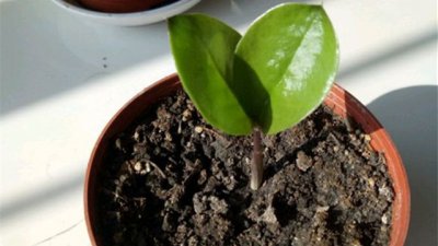 金钱树适合什么土壤种植 何种土壤最适合种植金钱树？